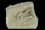 Fossil Crinoid (Scytalocrinus) - Crawfordsville, Indiana #148988-1